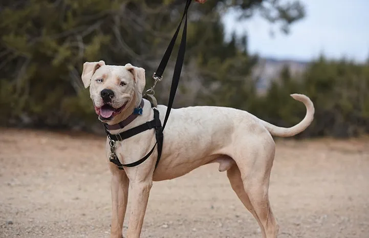 White Pitbull mix wearing a 2 Hounds Design Freedom combo no-pull harness with a double-ended leash