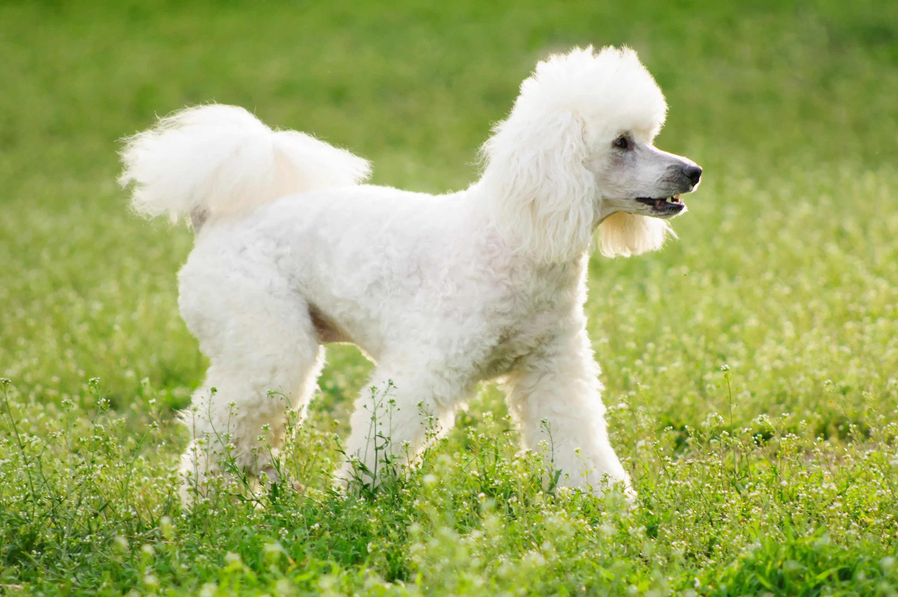 white poodle happily walking through green grass on a sunny day