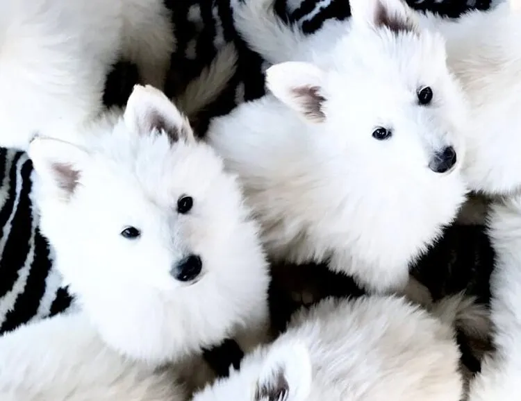 white swiss shepherd puppies looking up at camera