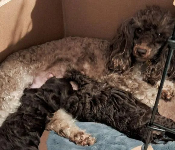 Willow, a gentle Toy Poodle, attentively cradling her young puppies, highlighting their close bond.