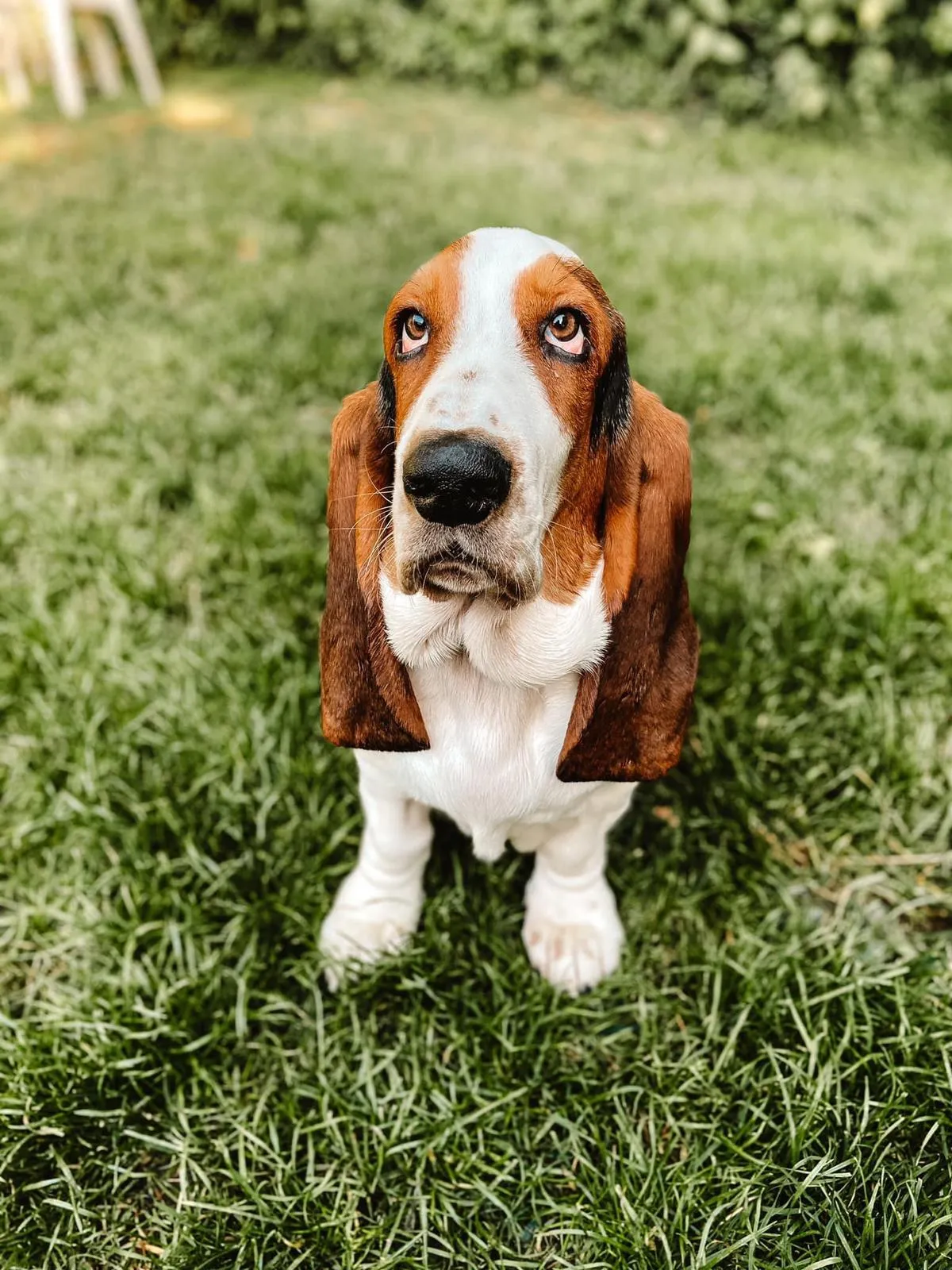 Winston, a playful bulldog, captured in a candid moment at Daily Dog Digs