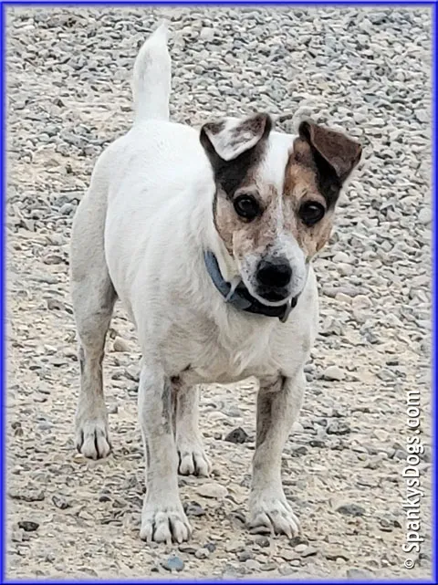 Winston, a tri-color smooth coat JRT stud dog