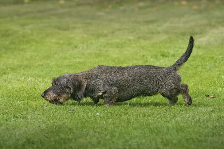 Wirehaired Dachshund, a hunting variant of the hot dog breed, tracking a scent in lush green grass.