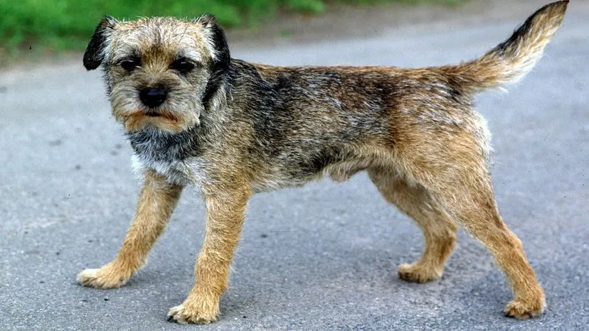 Wiry-coated Border Terrier with a distinctive head shape, a low-shedding and low-maintenance terrier breed