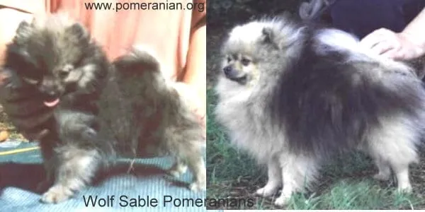 Wolf Sable Pomeranian puppy and a mature adult wolf sable Pomeranian