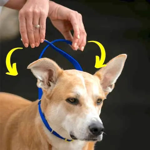 Woman demonstrating how to cross and drop the Canny Collar's nose band behind a dog's head for off-leash use