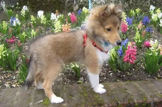 Woody, the Sheltie puppy, now 12 weeks old, confidently strutting on a homemade runway