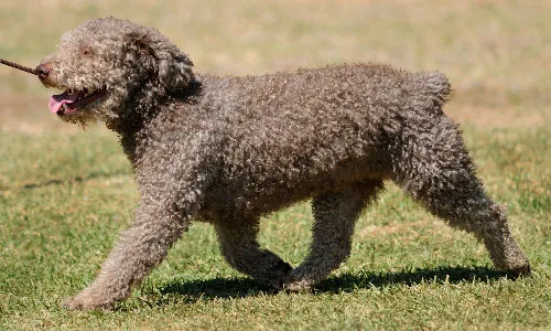Wooly-coated Spanish Water Dog