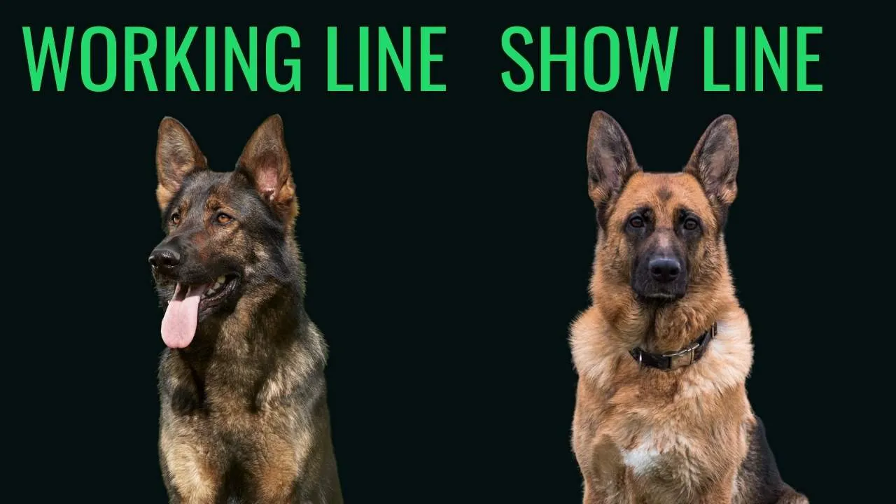 Working Line vs Show Line German Shepherd Comparison