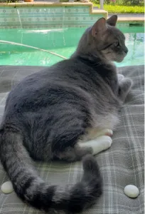 Wrangler, Deedra Thompson's beloved cat, showcasing the comprehensive in-home pet care provided by professional home sitting services.