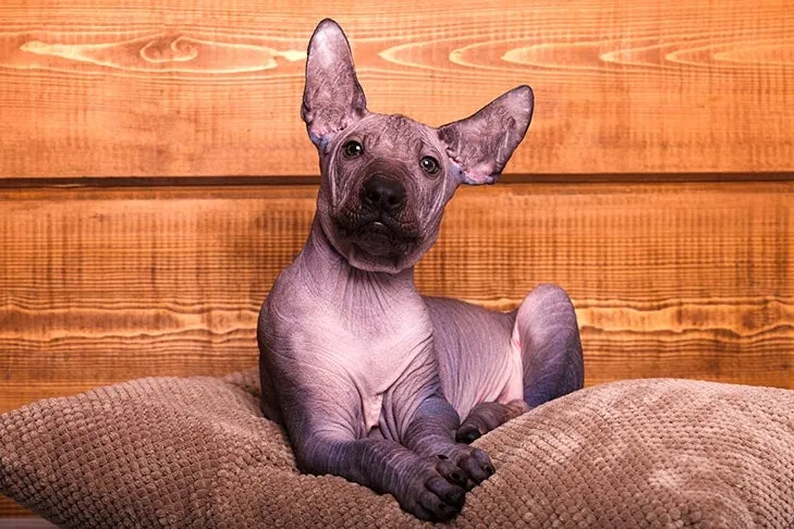 Xoloitzcuintli puppy portrait on pillow, capturing the distinctive appearance of this unique hairless breed.