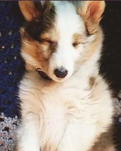 Yasi, Daemon's sister, a tri-color Sheltie puppy, looking delighted that her bath is not yet due