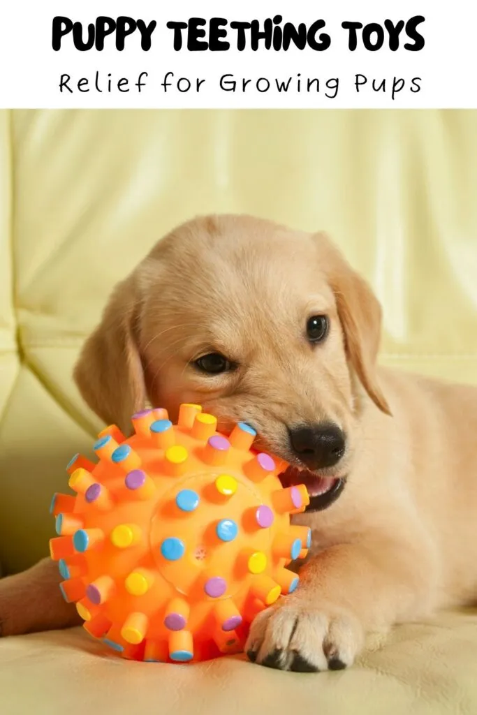 Yellow Lab puppy with teething toy