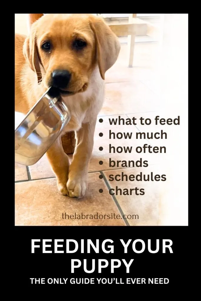 Yellow Labrador puppy carrying its bowl, symbolizing proper nutrition guidance for what to give a Labrador puppy to eat.