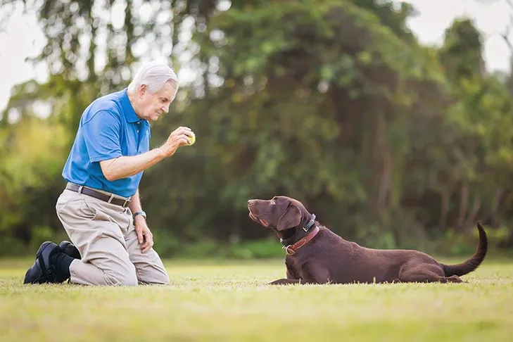 Yellow Labrador Retriever intently focused on a tennis ball, ready to practice catching during a training session with its owner.