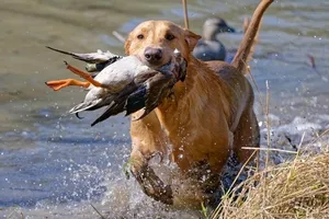 Yellow Labrador Retriever Puppy in Field