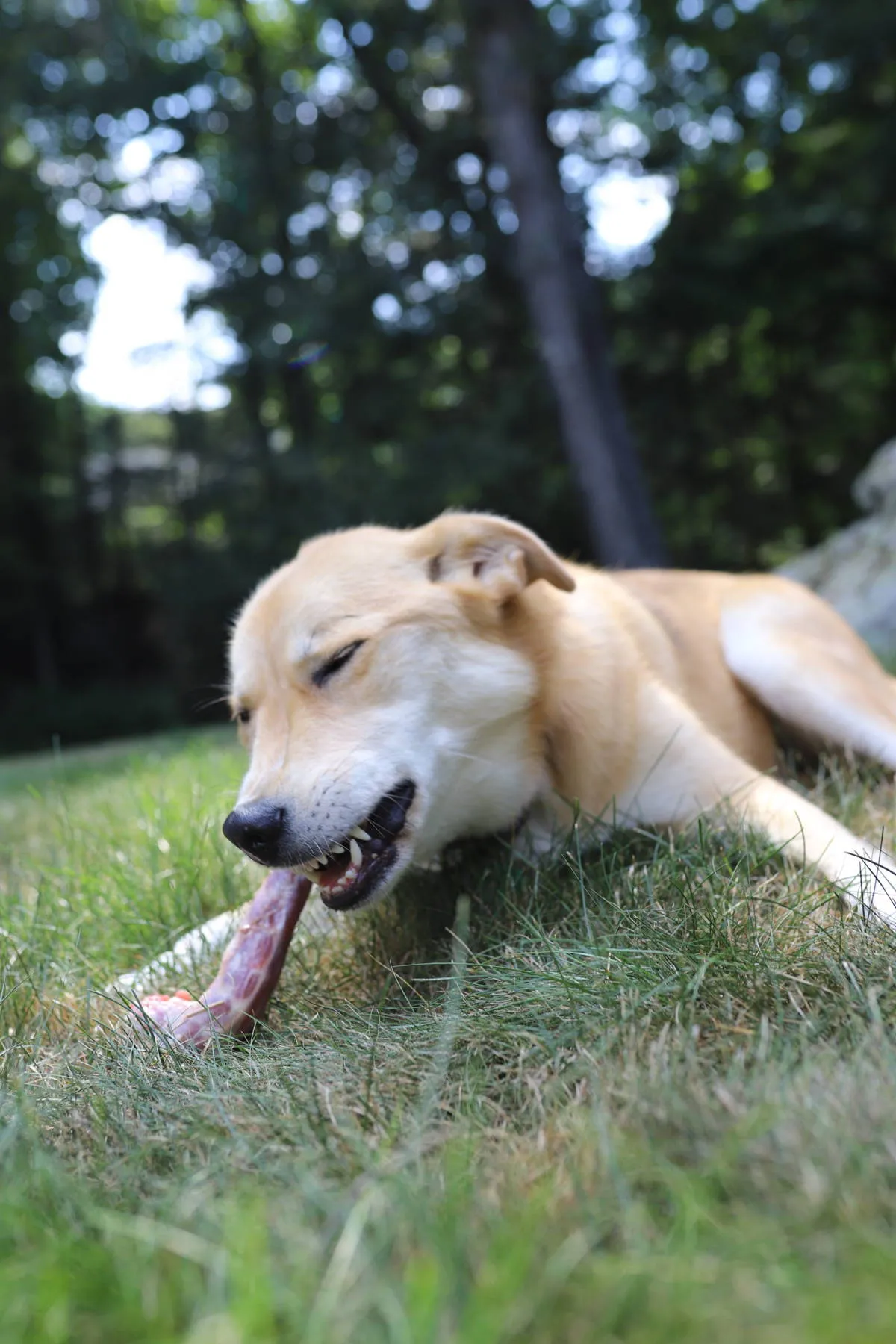 Yellow puppy looking at raw bone with tongue out behind bowl of raw food.