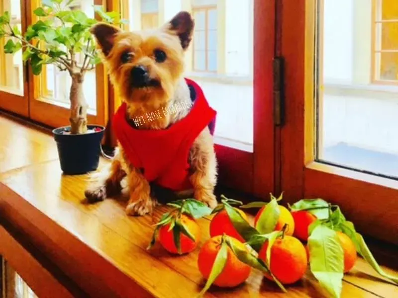 Yorkie dog looking at oranges, tangerines, and mandarins; citrus fruits that should be avoided in large amounts