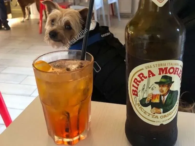 Yorkie dog observing a glass of alcohol, which is highly toxic to pets