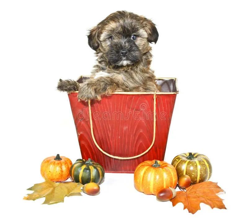 Yorkie Poo puppy sitting in a decorative bucket with autumnal accents