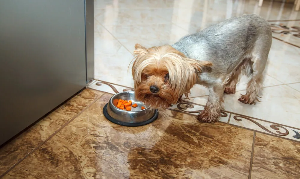 Yorkie puppy sniffing fresh vegetables like broccoli and carrots