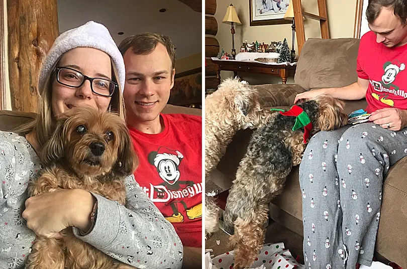 Yorkiepoo, Sophie, amidst Christmas decorations, enjoying the festive atmosphere with her family.