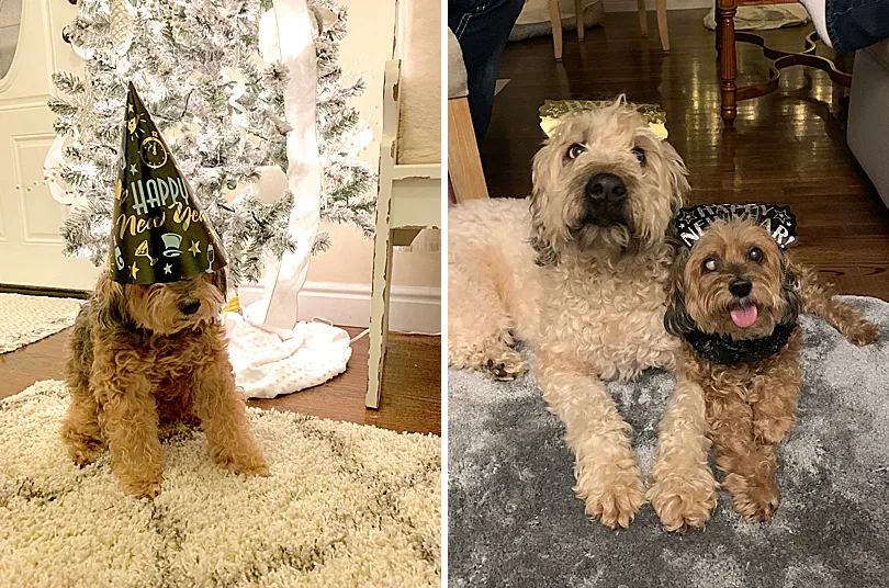 Yorkiepoo, Sophie, amidst the winter landscape, reflecting on cherished memories.