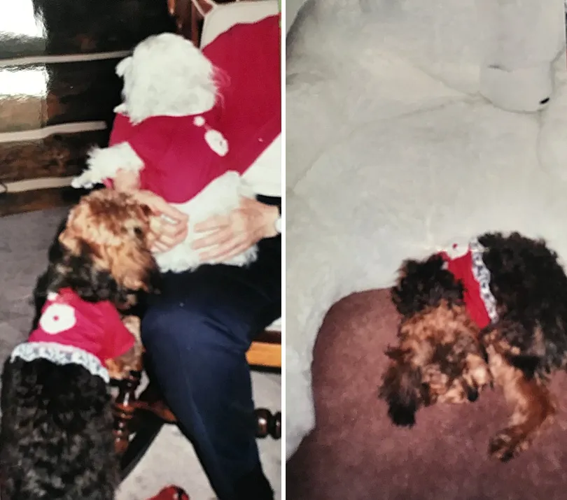 Yorkiepoo, Sophie, and another dog wearing matching festive outfits, celebrating Christmas together.