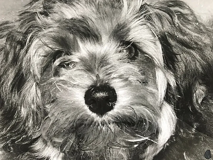 Yorkiepoo, Sophie, captured in a black and white portrait, highlighting her delicate features and alert expression.