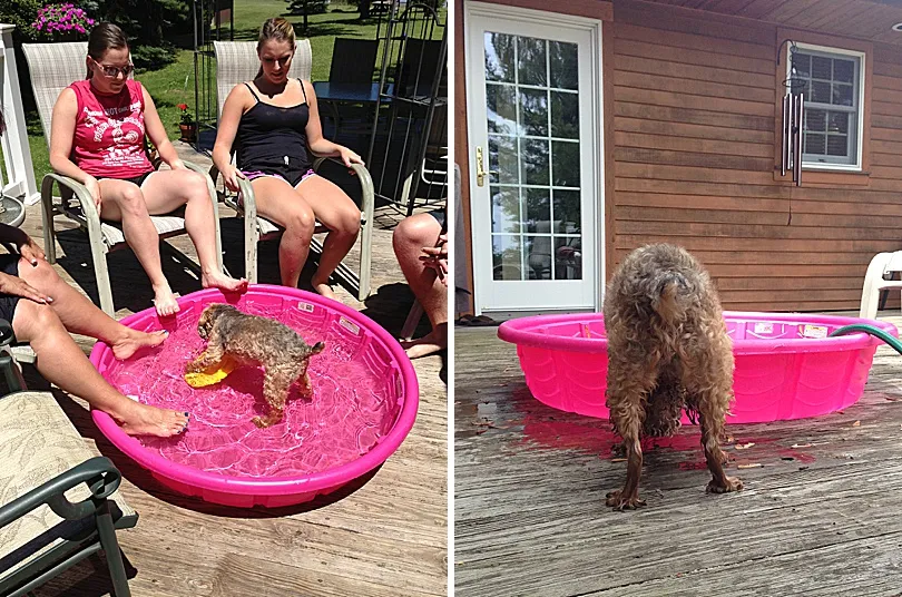 Yorkiepoo, Sophie, cautiously approaching a baby pool filled with water, ready for a playful interaction.