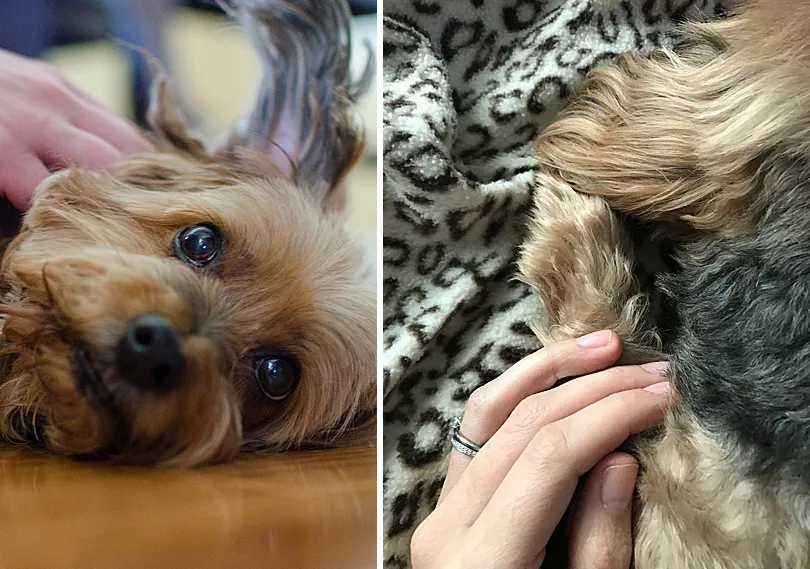 Yorkiepoo, Sophie, close-up on her face, capturing the intricate details that made her so special.