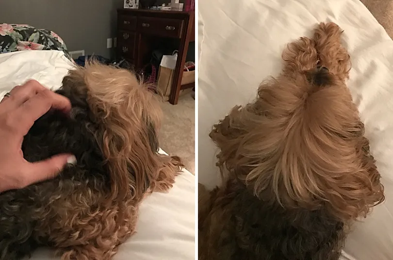 Yorkiepoo, Sophie, comfortably settled on a person's outstretched legs, demonstrating her calm and affectionate nature.