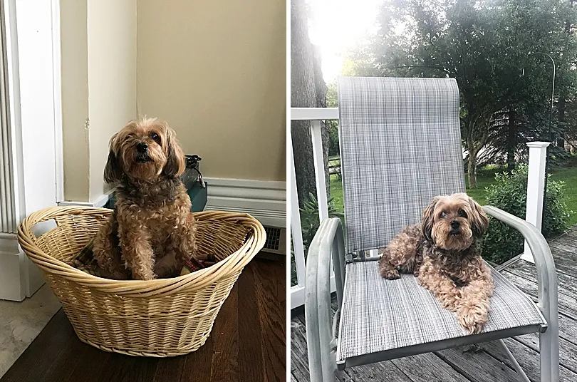 Yorkiepoo, Sophie, comfortably sitting in a basket filled with a blanket, ensuring she is part of the outdoor gathering.