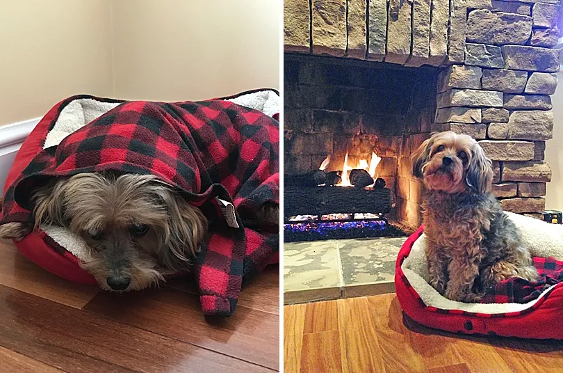 Yorkiepoo, Sophie, completely enveloped in her dog bed, emphasizing her desire for comfort and security.