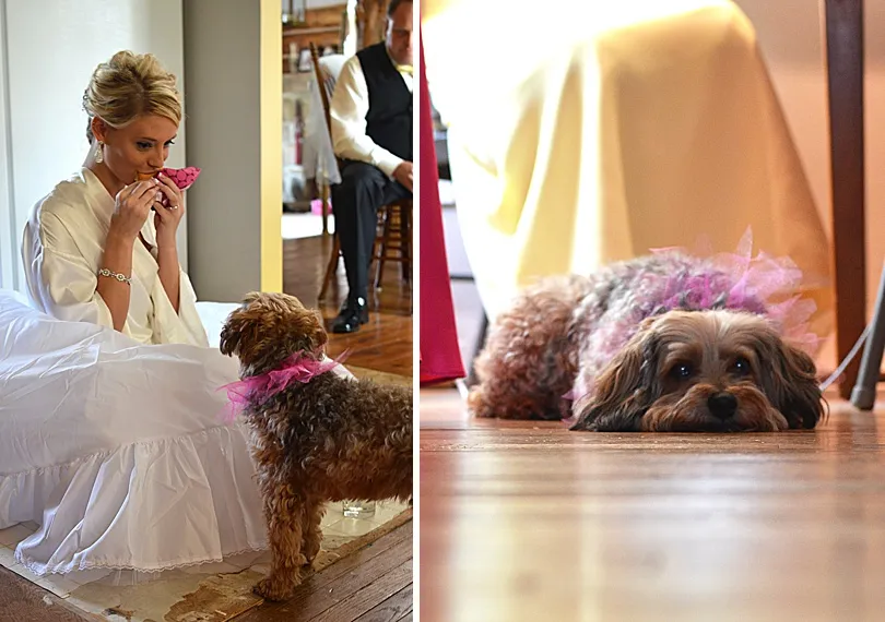 Yorkiepoo, Sophie, curiously watching a sandwich, hoping for a share of the delicious food.