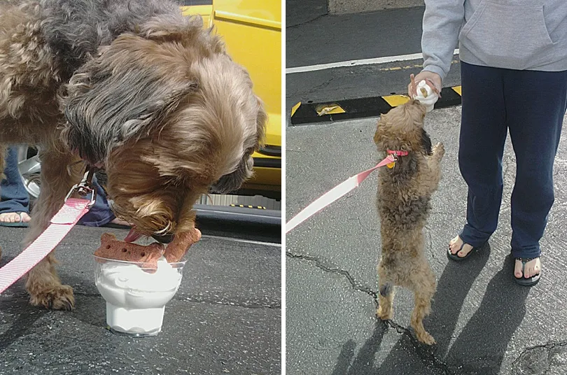 Yorkiepoo, Sophie, delicately licking an ice cream cone, enjoying her special treat with focused attention.