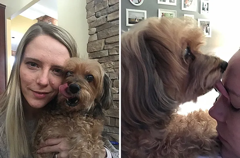 Yorkiepoo, Sophie, delicately taking a bite of a cracker, showcasing her precise eating style.
