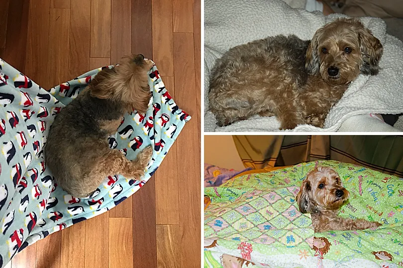 Yorkiepoo, Sophie, demonstrating her adaptability by sleeping on a small piece of fabric on the floor.