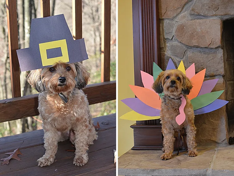 Yorkiepoo, Sophie, dressed in a festive costume with a floral wreath, showcasing her gentle demeanor during dress-up.