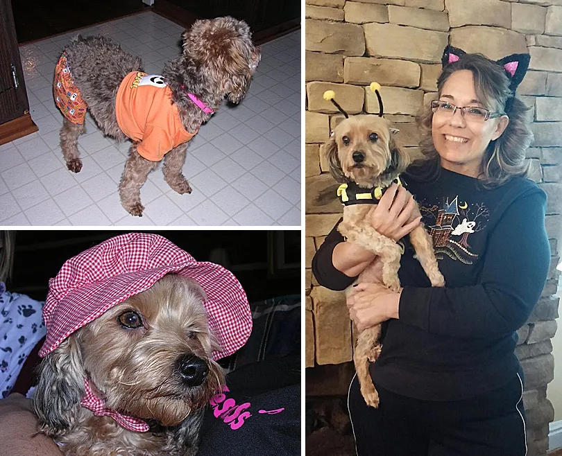 Yorkiepoo, Sophie, dressed in a Halloween costume with shorts, showcasing her festive spirit.