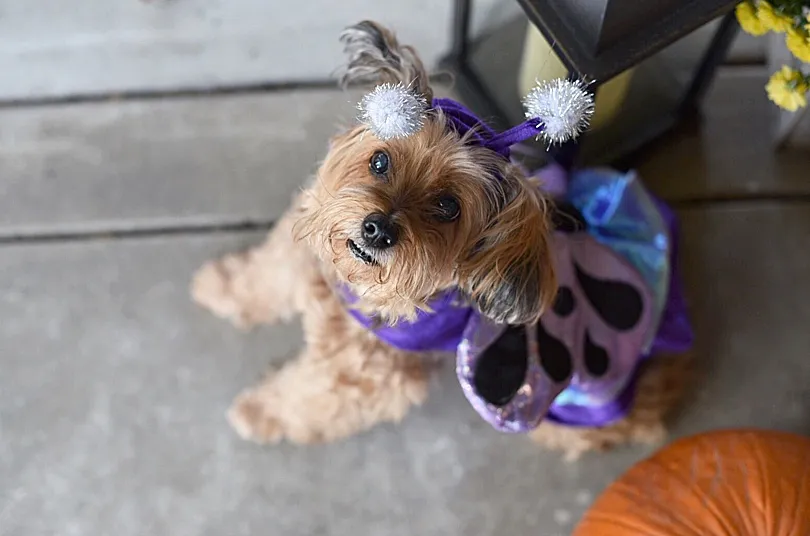 Yorkiepoo, Sophie, dressed in a Halloween outfit, famous in the neighborhood for her annual costumes.