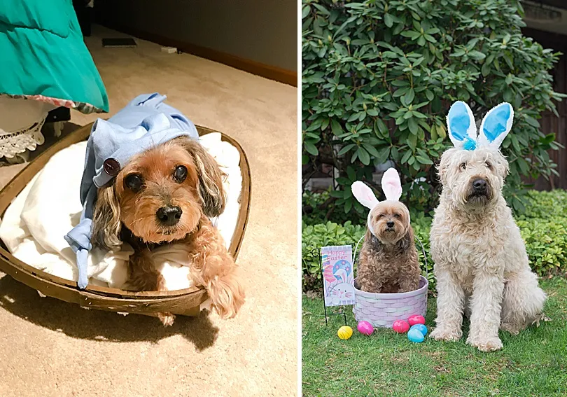 Yorkiepoo, Sophie, dressed in bunny ears and a basket, looking less than thrilled to be a model.