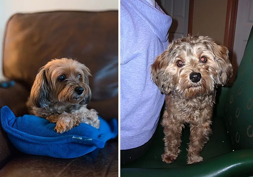 Yorkiepoo, Sophie, elegantly crossing her paws while resting on a tiny pillow, showcasing her lady-like demeanor.