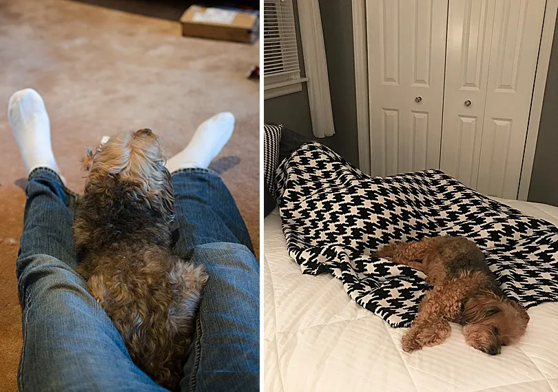 Yorkiepoo, Sophie, enjoying a cuddle with Ben, illustrating her clear favoritism.