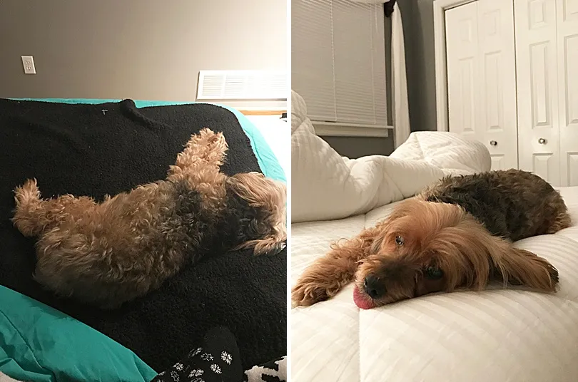 Yorkiepoo, Sophie, in a close-up, highlighting her distinctive nose and slightly misaligned teeth.