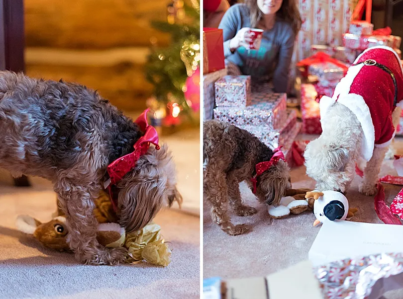 Yorkiepoo, Sophie, in a group photo with other family dogs, enjoying a festive Christmas morning.