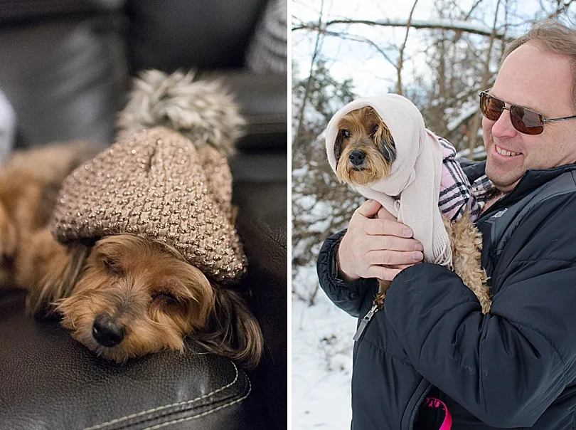 Yorkiepoo, Sophie, in a holiday outfit, with another dog, highlighting shared family celebrations.