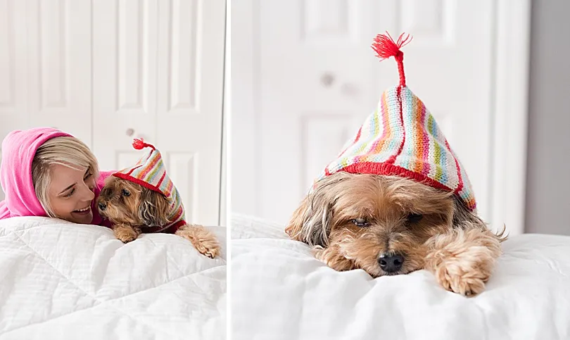 Yorkiepoo, Sophie, in a winter setting, showcasing her resilience and beauty in her final years.
