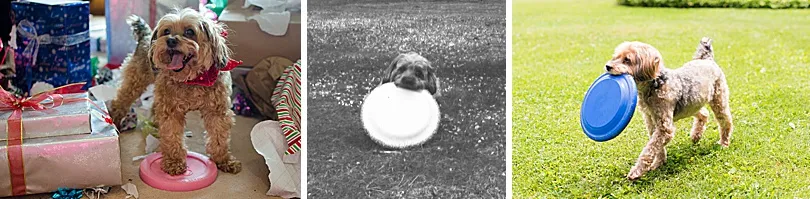 Yorkiepoo, Sophie, intently focused on a frisbee, ready to chase or claim it during outdoor play.