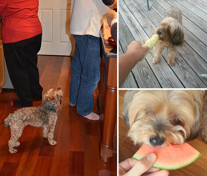 Yorkiepoo, Sophie, intently focused on a piece of corn on the cob, eagerly waiting to take a bite.